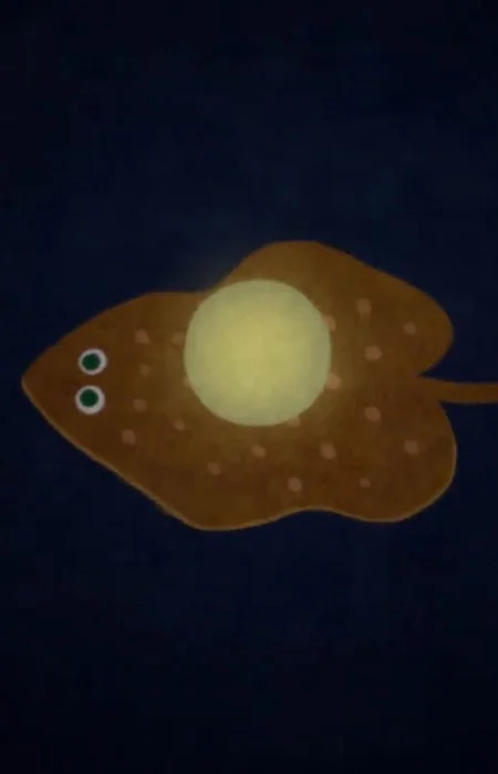 Plaice